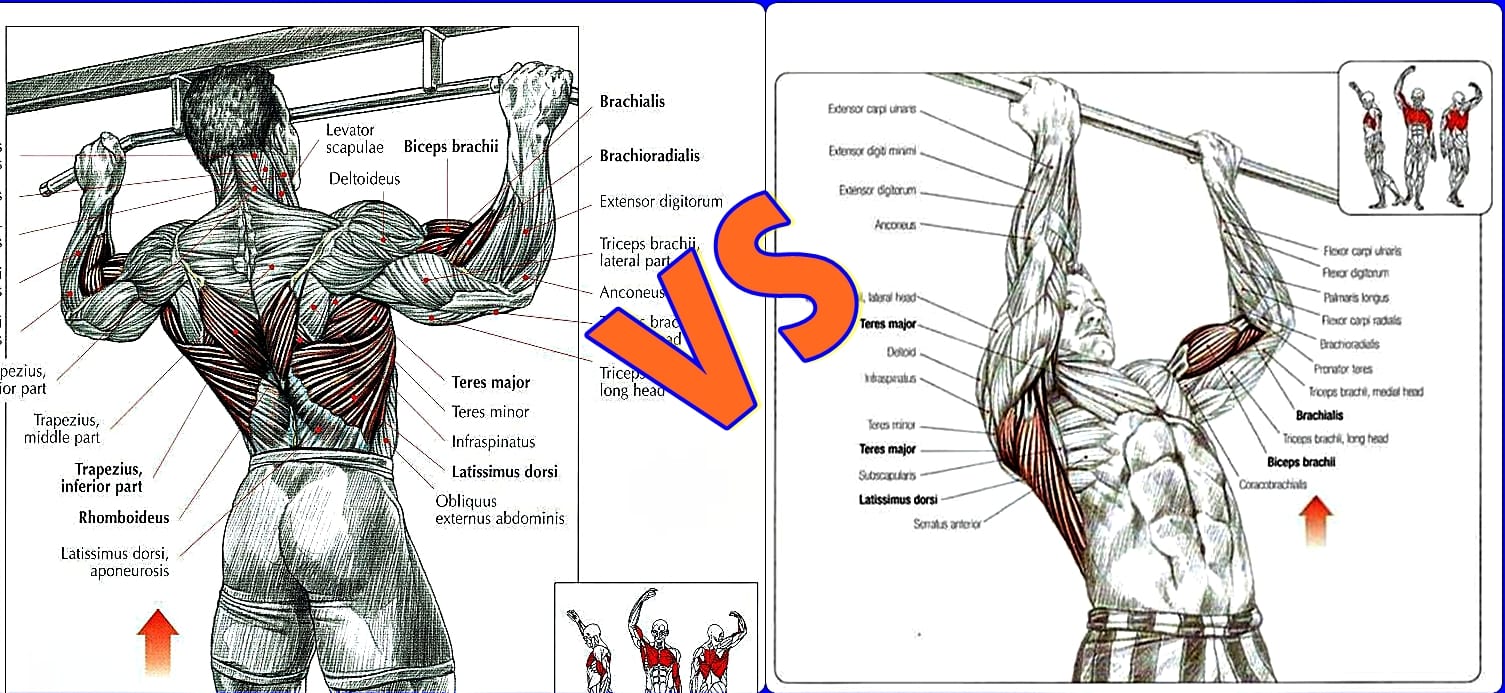 Chin-Ups Vs. Pull-Ups: Major Differences and Muscles Worked