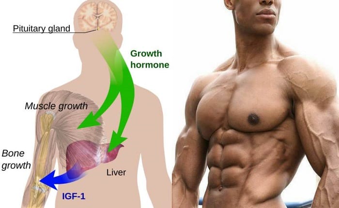 This Is How You Can Increase Your HGH (Human Growth Hormone) Naturally